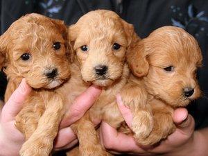 Niños con enfermedades graves rodeados de un montón de cachorros: