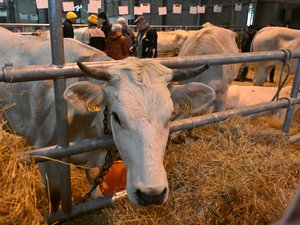 "Nos opondremos al sacrificio": la cámara de agricultura de Gers