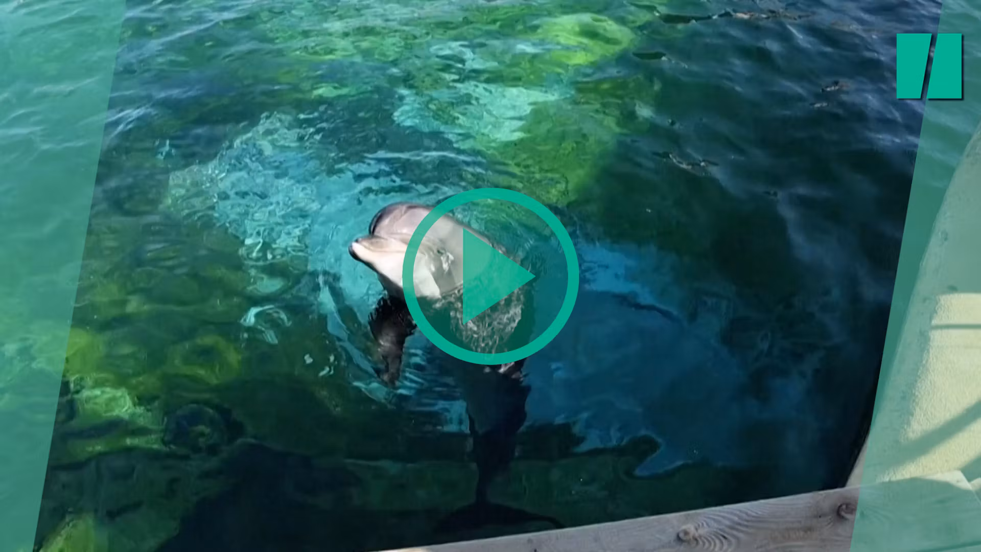 Personas ingresan ilegalmente a Marineland para hacerse selfies con orcas
