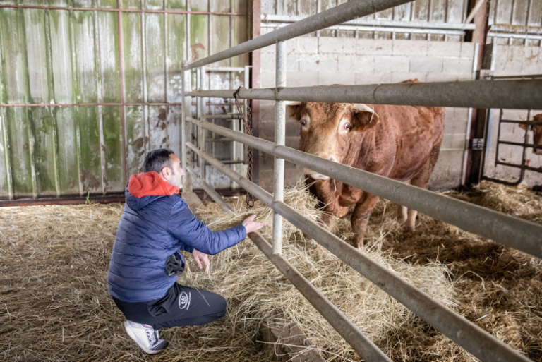 REPORTAJE. Tuberculosis bovina: "No sabe que sus días están contados",