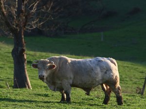 Sospechas de tuberculosis bovina: la lucha entre los ganaderos y