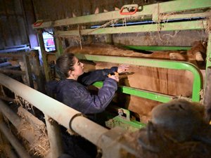 Dermatosis nodular: "Vacunamos sin interrupción, incluso en Navidad". 71,147 bovinos