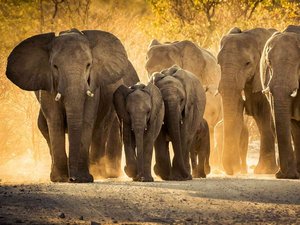 Elefantes, ballenas… lo que los animales imponentes tienen que enseñarnos