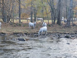 "Los animales podrían contaminarse a sí mismos": un nivel de