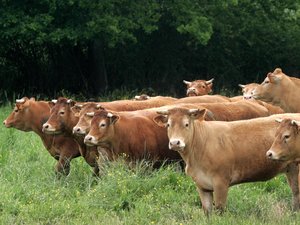 Tuberculosis bovina: después de la dermatose, ¿cuál es esta nueva