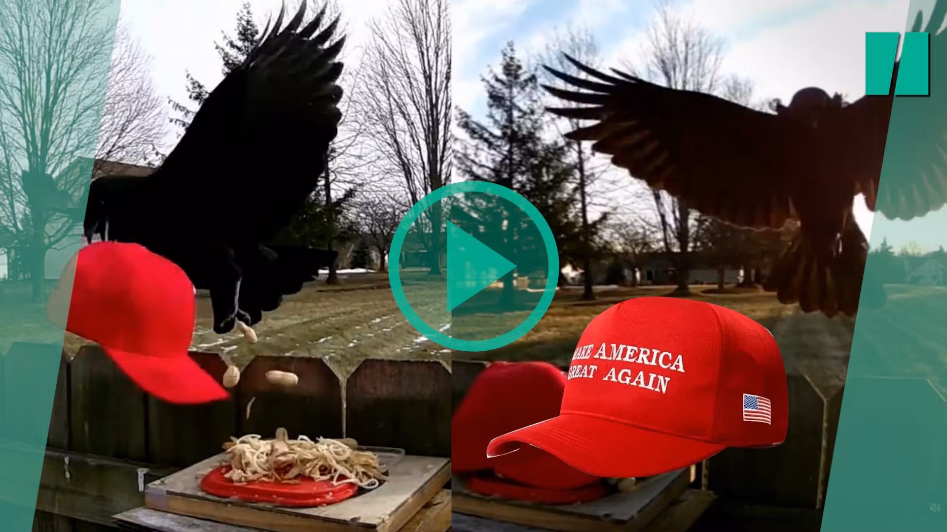 Un estadounidense enseña a los cuervos a robar las gorras