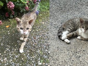 Ya se han identificado 76 chats, la campaña de esterilización