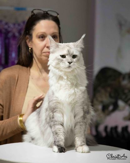 Un magnífico Maine Coon