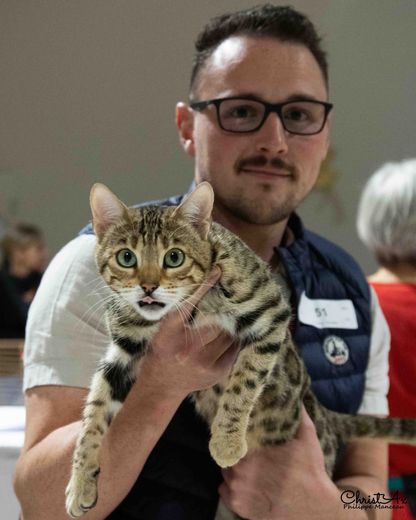 Cerca de 450 gatos esperados este fin de semana en