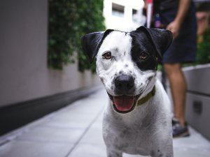 Un perro lame su pierna herida: una mujer de 56