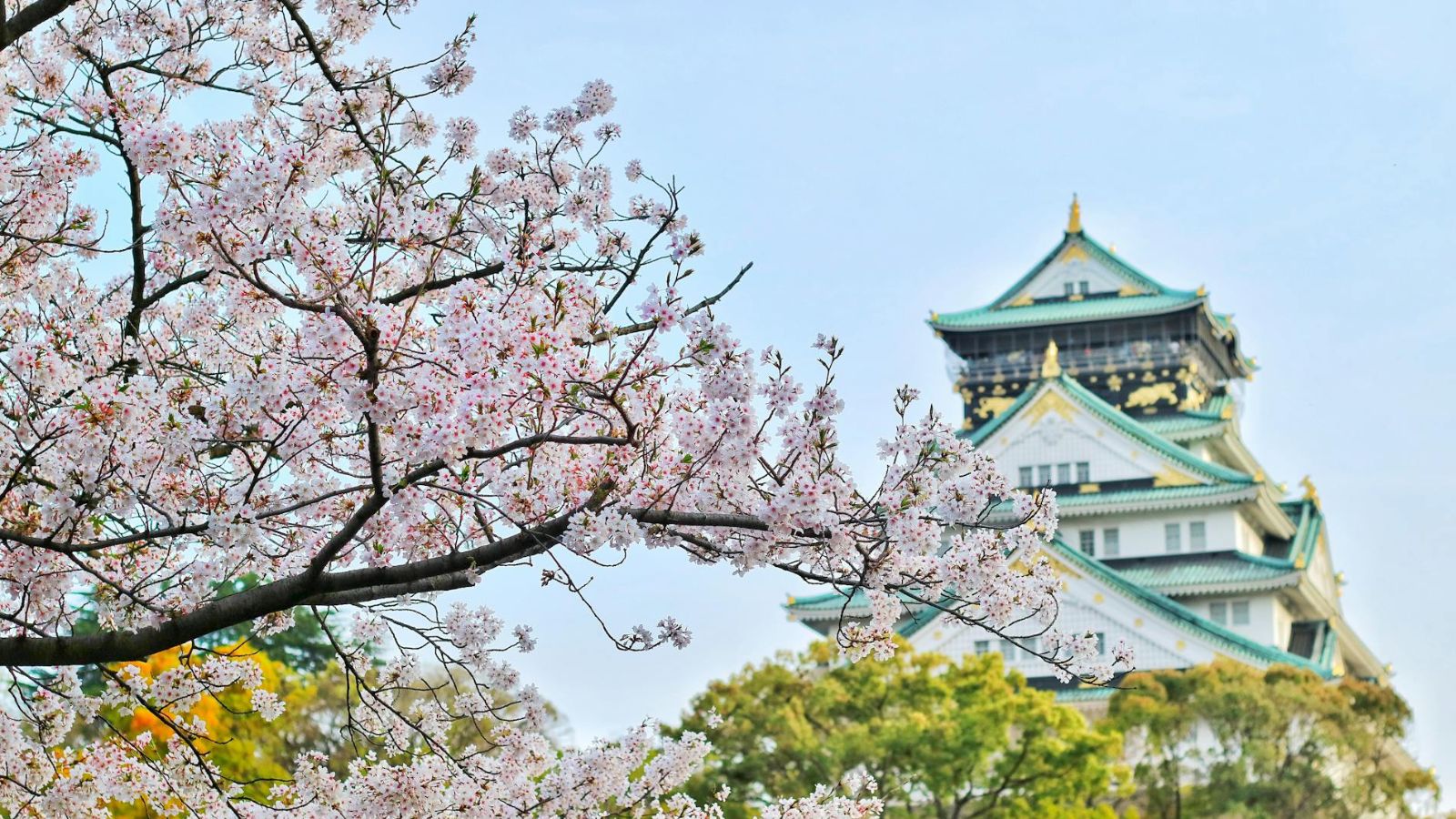 Admira los cerezos en Japón sin perder nunca tu conexión