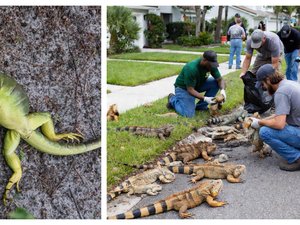 Congelados, las iguanas caen de los árboles en los Estados