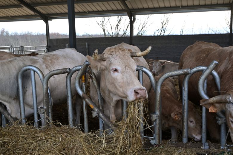 Tuberculosis bovina: "Será necesario que las pruebas en la compra