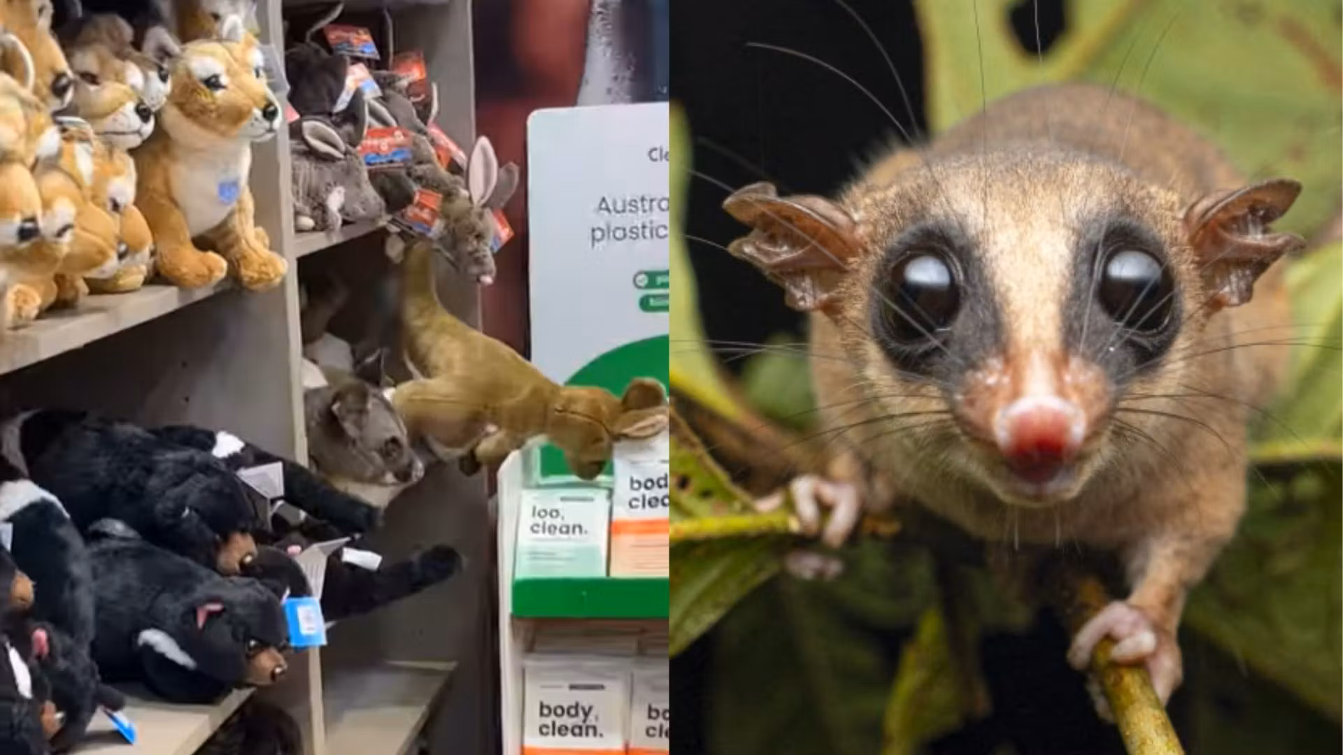Este zorrillo pasó (casi) desapercibido entre los peluches de esta