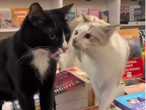 Toulouse: Mon Chat Pitre se instalará en lugar de Tire-Lire,