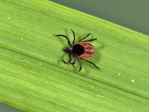 Proliferación de garrapatas: ¿qué riesgos para los humanos?