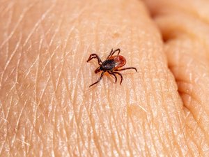¡Atención, es la temporada de garrapatas! Todo lo que necesitas