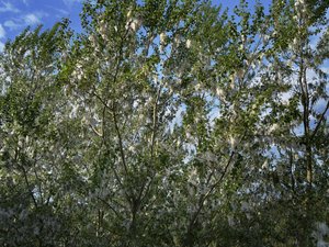 ‘Aller me balader en forêt, c’est la pire chose que