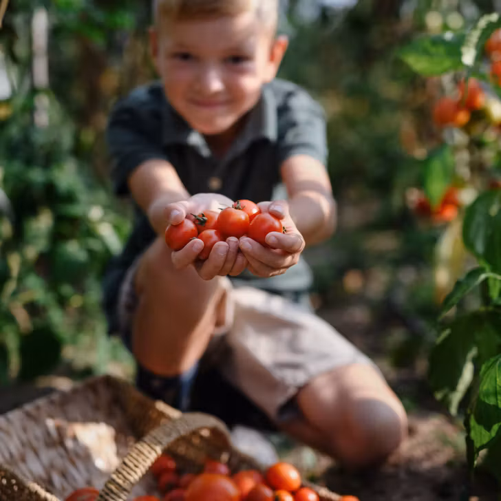 Tomates Cerise