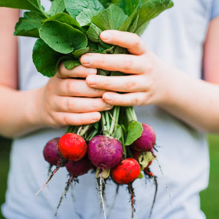 Radis, tomates, guisantes... Estas verduras fáciles de plantar para jardiner