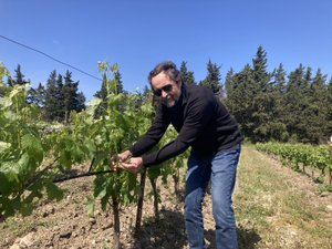 La revolución de las uvas resistentes a las enfermedades está