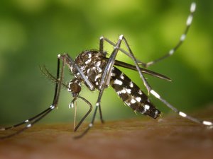 Moustique tigre: Occitanie bajo alta vigilancia tras una explosión inédita