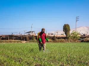 Cánceres y pesticidas: un estudio establece un vínculo sólido
