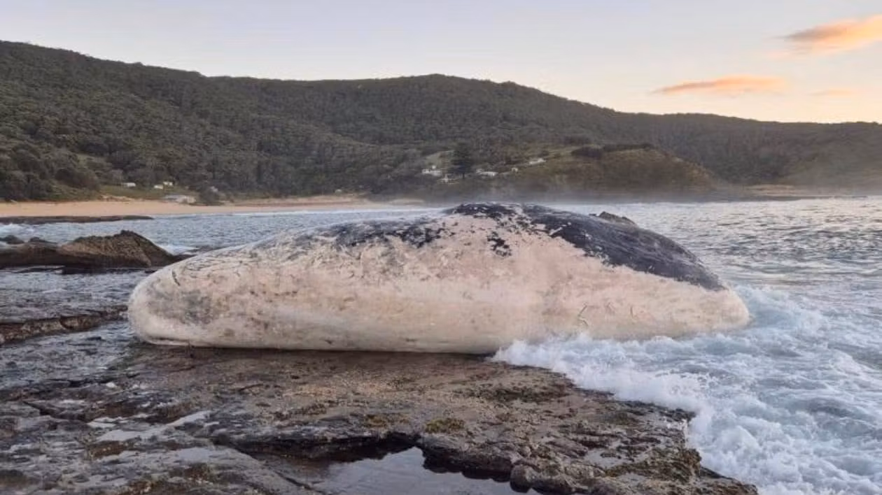 Decenas de tiburones se reúnen para un festín de cachalote