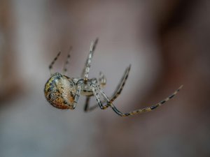 "La época de las arañas inofensivas ha terminado" La falsa