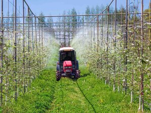 Pesticidas: ¿cuáles son las frutas y verduras más contaminadas?