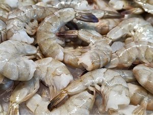Un virus marino asociado a una enfermedad ocular grave en
