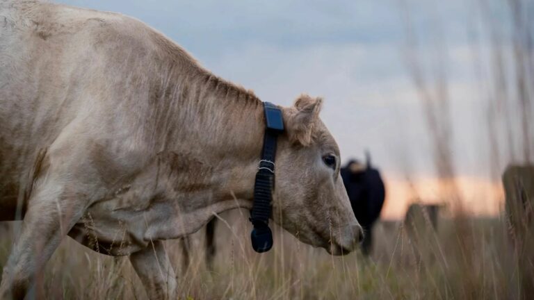 Vacas conectadas a satélites: Starlink se incorpora a la ganadería