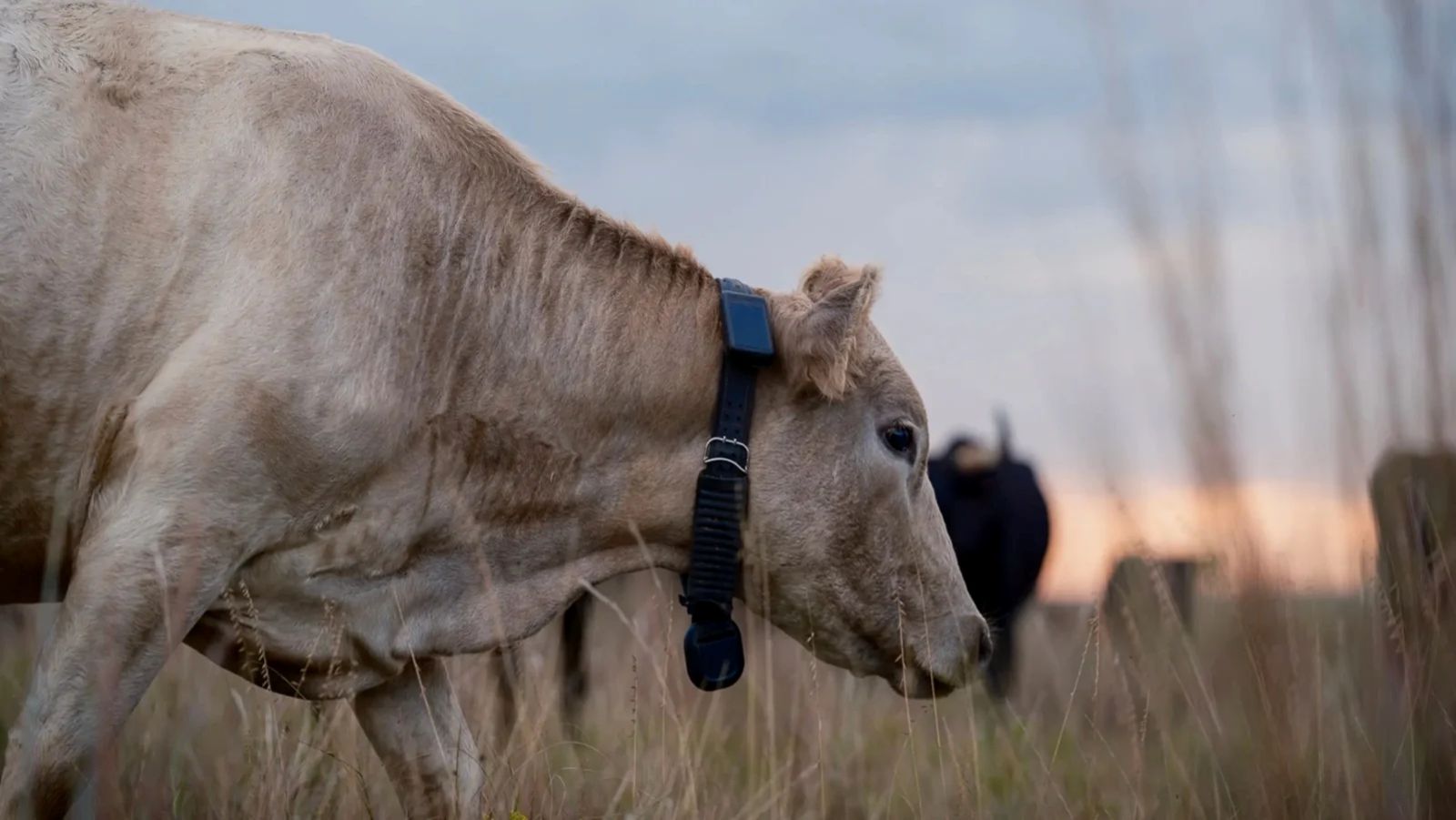 Vacas conectadas a satélites: Starlink se incorpora a la ganadería