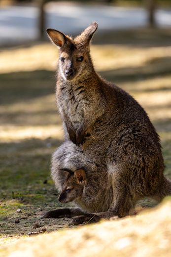 Safari Africano en el Zoo: récord de asistencia en abril