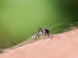 Dengue, chikungunya… por qué 2026 se anticipa como un año