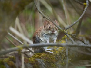 Hantavirus en un barco de crucero: Jura, Aveyron, Bas-Rhin… ¿por