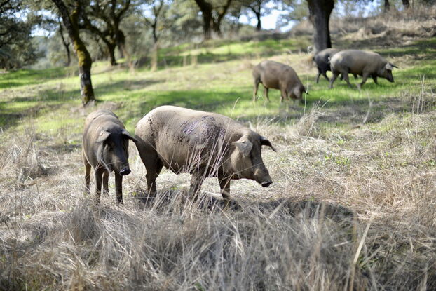 «Una charcutería sin igual»: el pata negra, el oro negro