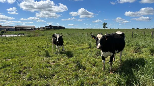 Vacas tratadas como «princesas», quesos locales y AOP: cómo tres