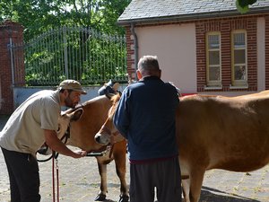 Vic-en-Bigorre. De vacas en el hospital: el increíble proyecto de