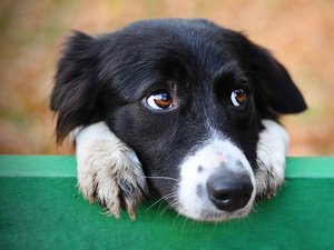 Un virus mortal y muy contagioso detectado en un perro