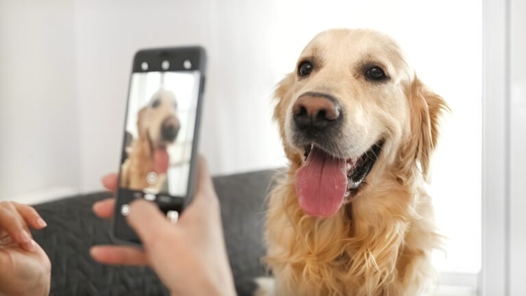 Samsung Galaxy: una IA analiza las fotos de tus animales