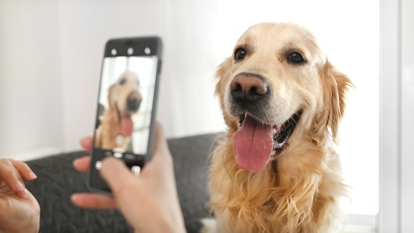 Samsung Galaxy: una IA analiza las fotos de tus animales