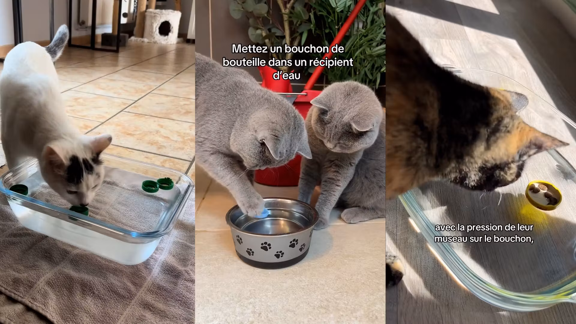 Esta técnica para refrescar a tu gato durante la canícula