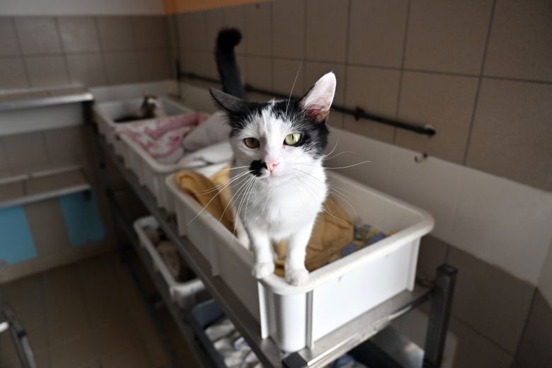 El hogar de animales de Albi se reinventa: 100 mascotas