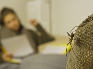 "Había mucha pus, fue horrible": mordido por una araña violonista,