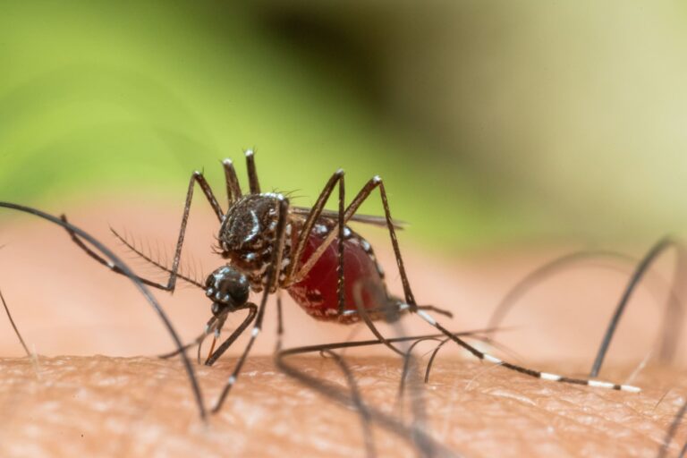 La sorprendente estrategia de Google para combatir los mosquitos pasa
