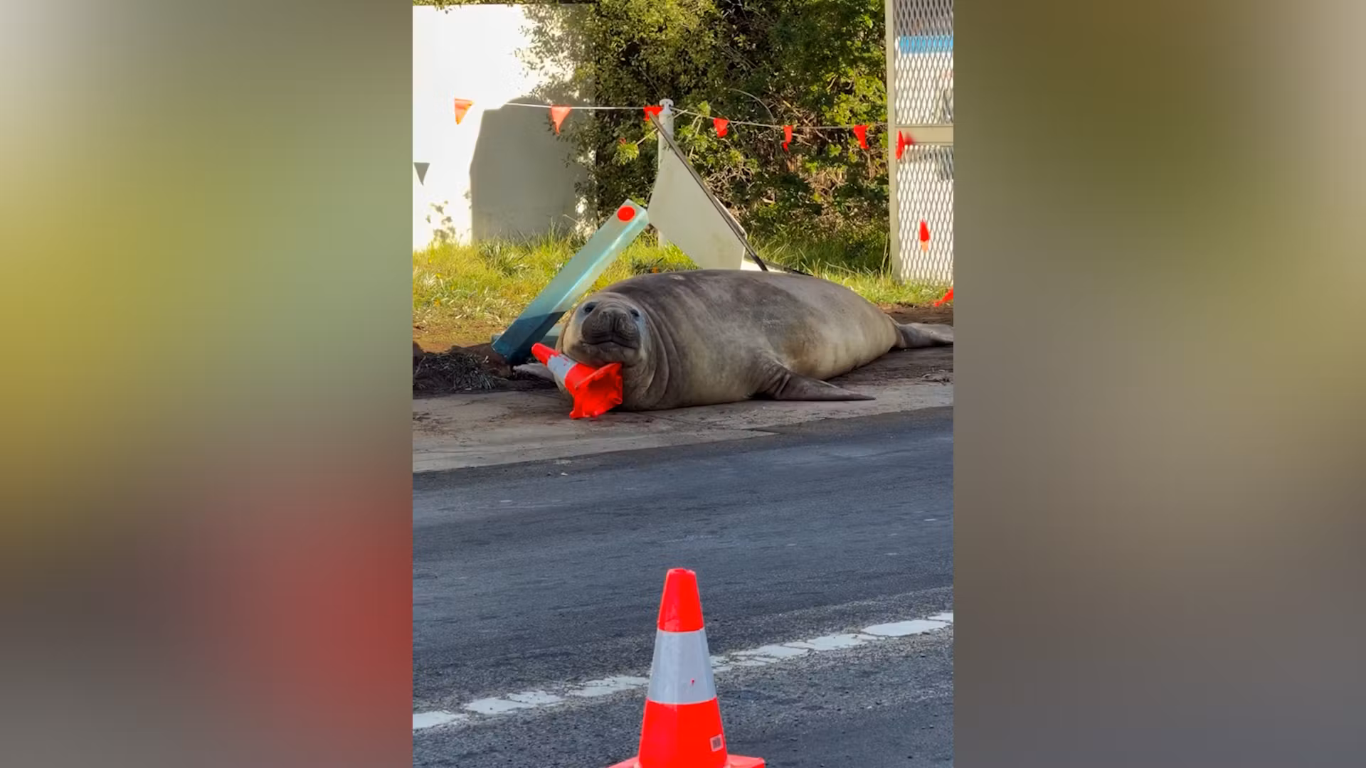 Este elefante de mar es una estrella de las redes