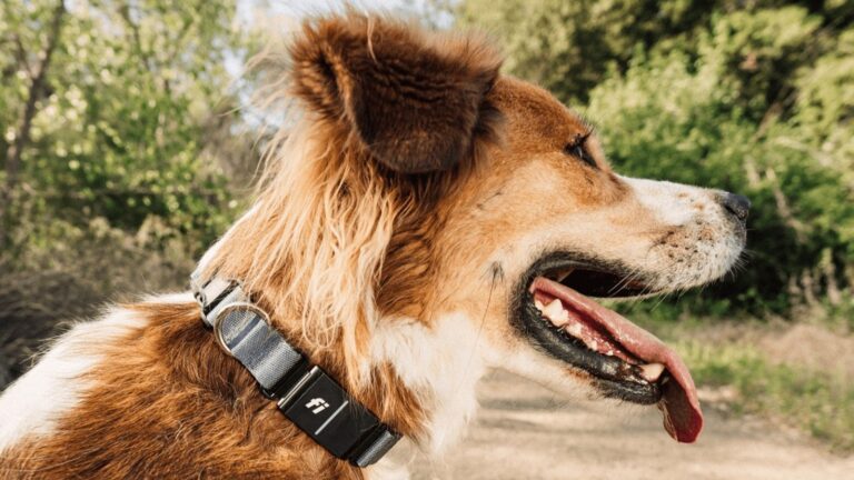 Este collar GPS para perro con Starlink promete que nunca