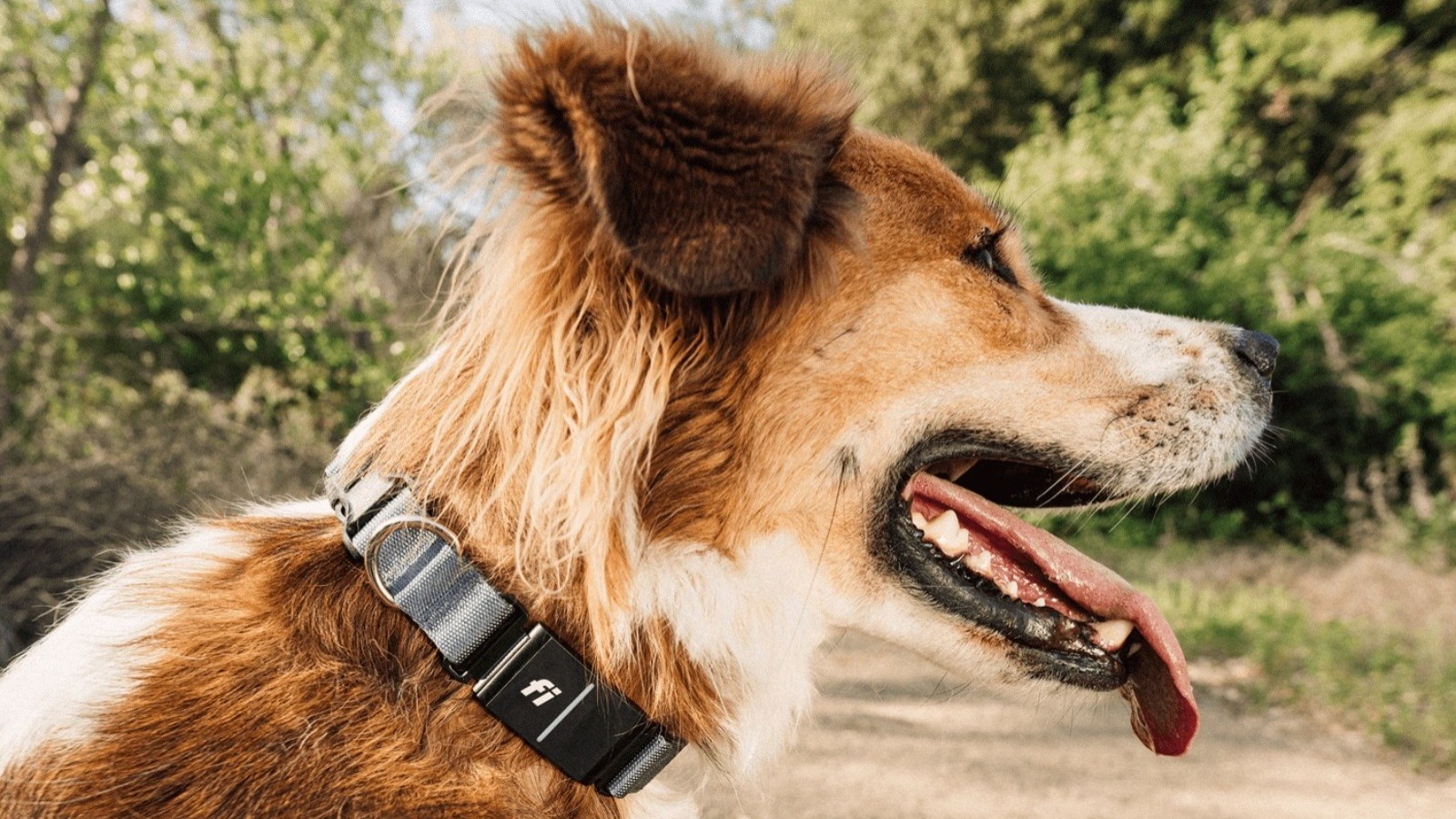 Este collar GPS para perro con Starlink promete que nunca