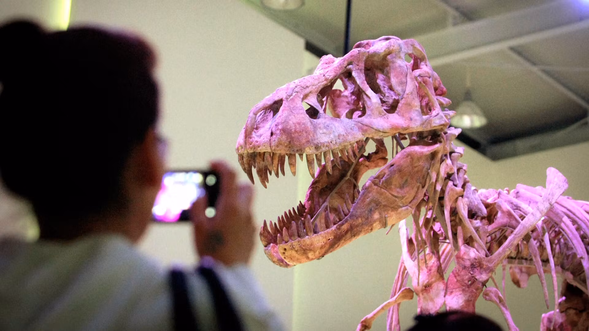 Los esqueletos de dinosaurios se venden a precio de oro